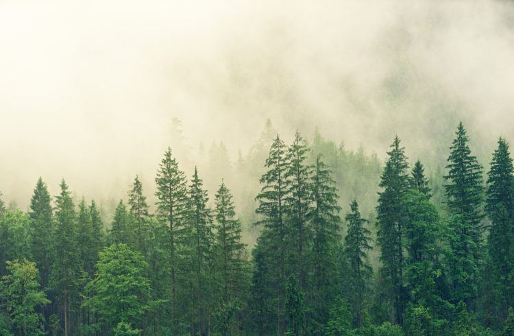 Foggy forest | Marching North