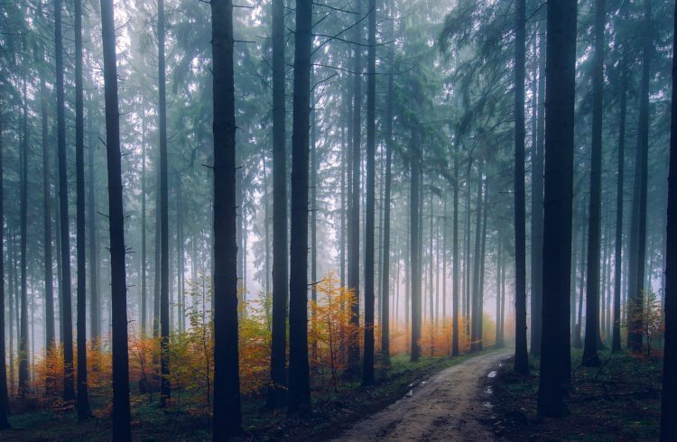 Path through the forest | Motivational quotes for when you feel like giving up | Marching North