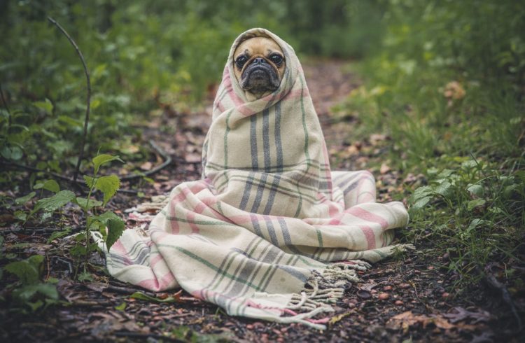 Pug in a blanket | Motivational quotes for when you feel like giving up | Marching North