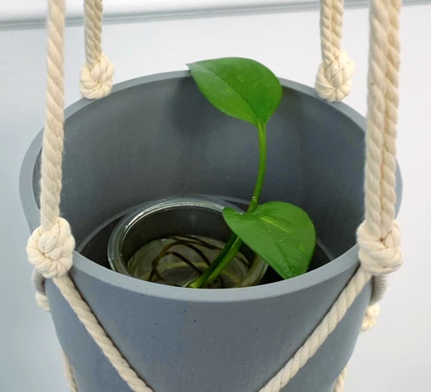 here's the little tiny plant I'm going to put in this Chinese crown knot macrame plant hanger