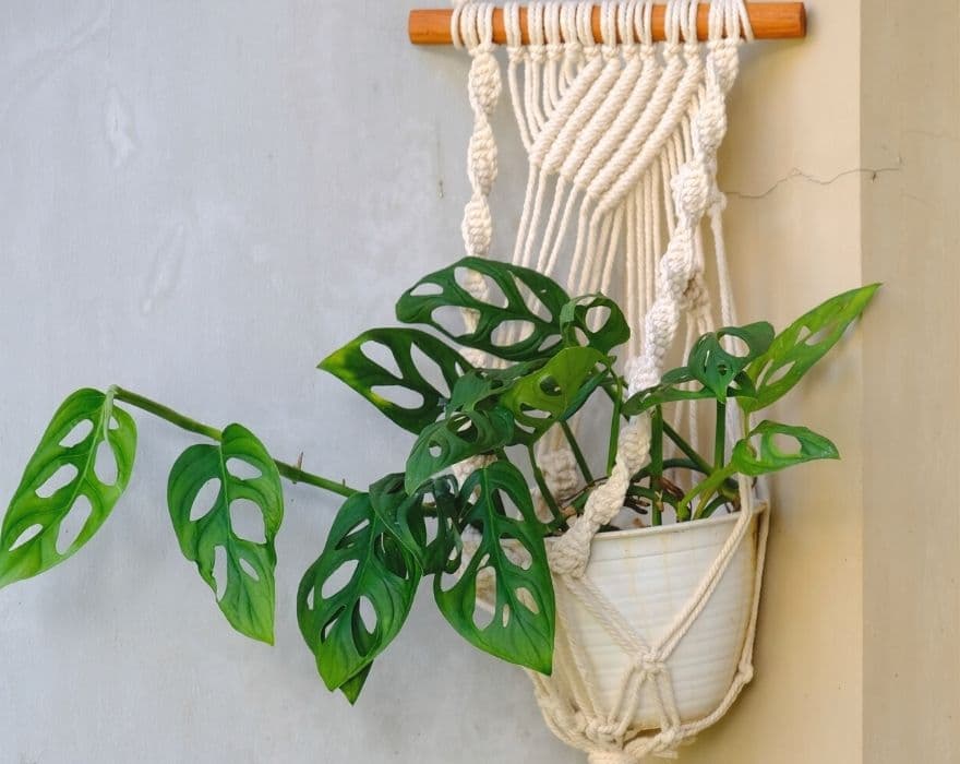 philodendron gloriosum dark form Philodendron Gloriosum Dark Form (young plant)