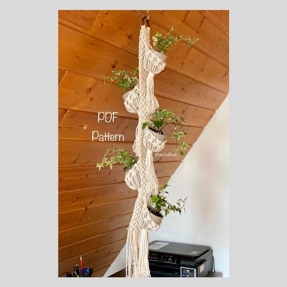 large aloe vera plant Buy 'Large Aloe Vera Plants - Aloe barbadensis' Care and Growing Guide