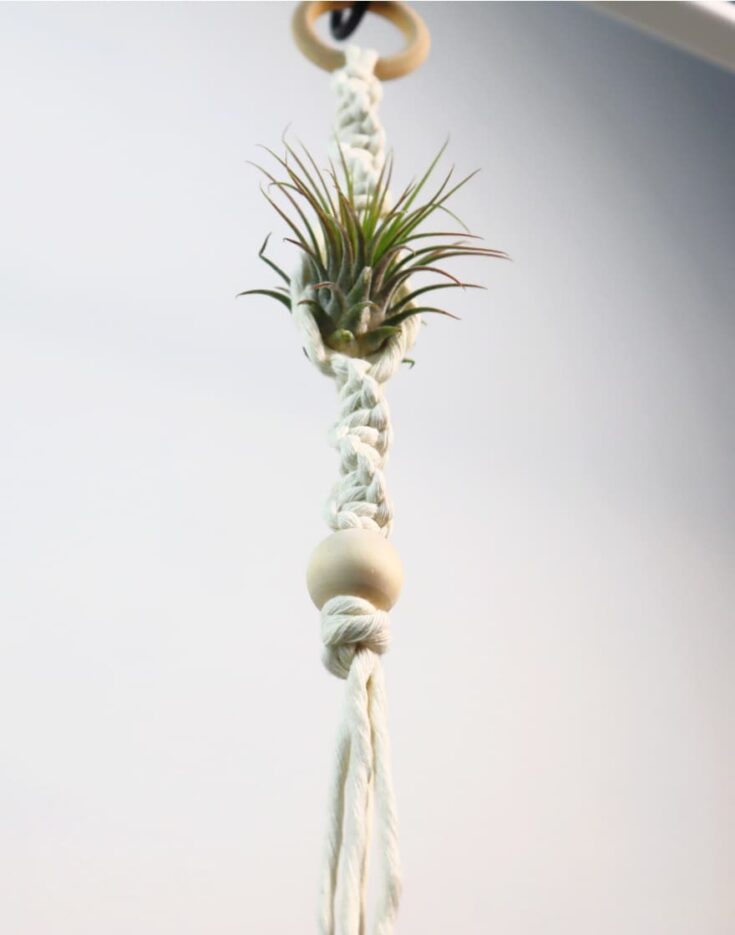 close up of macrame air plant hanger from the bottom