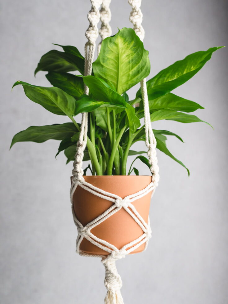Image for How to Make a Macrame Plant Hanger: Easy DIY Tutorial
